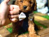 Poodle yavrular