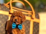 Red Brown Üst Kalite Toy Poodle Yavrular