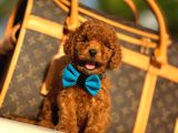 Red Brown Üst Kalite Toy Poodle Yavrular
