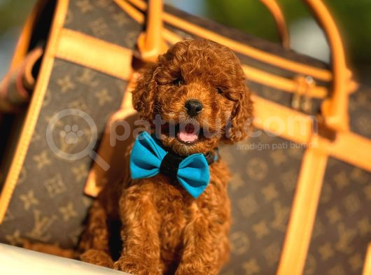 Red Brown Üst Kalite Toy Poodle Yavrular görsel