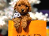 Toy Poodle