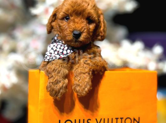 Toy Poodle görsel