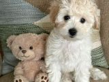 Kahve tonlu puppy kıvırcık tüylü MALTİPO CİNSİ 