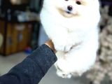 Pomeranian Yavrularımız Evinizin Neşesi Olacaktır