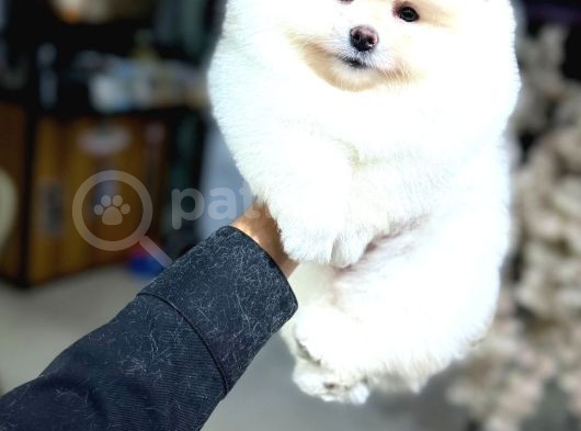 Pomeranian Yavrularımız Evinizin Neşesi Olacaktır görsel