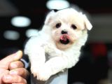 Kore Teacup Maltese Bebeklerimiz Geldi