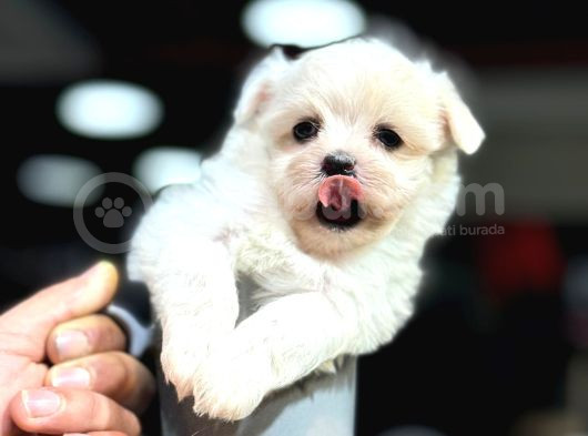 Kore Teacup Maltese Bebeklerimiz Geldi görsel