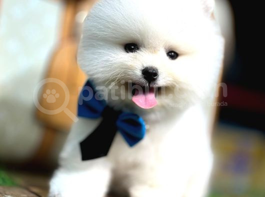Pomeranian Yavrularımız Evinizin Neşesi Olacaktır görsel