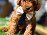 Orjinal Korea Kan Toypoodle yavrularımız gelmistir