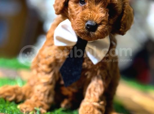 Orjinal Korea Kan Toypoodle Yavrularımız Gelmistir