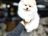 Pomeranian Yavrularımız Evinizin Neşesi Olacaktır