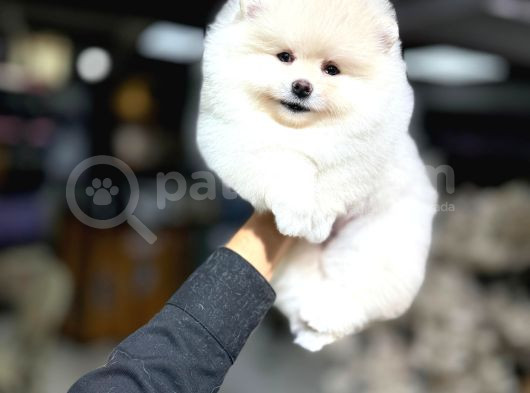 Pomeranian Yavrularımız Evinizin Neşesi Olacaktır