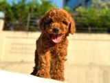 Red Brown Üst Kalite Toy Poodle Yavrular