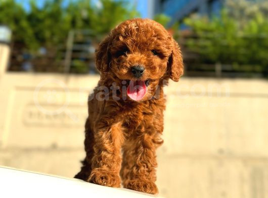Red Brown Üst Kalite Toy Poodle Yavrular görsel