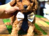 Orjinal Korea Kan Toypoodle Yavrularımız Gelmistir