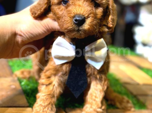 Orjinal Korea Kan Toypoodle Yavrularımız Gelmistir görsel