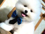 Pomeranian Yavrularımız Evinizin Neşesi Olacaktır