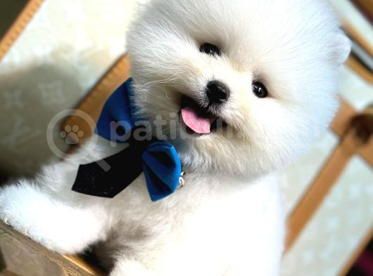 Pomeranian Yavrularımız Evinizin Neşesi Olacaktır görsel