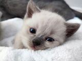 10 Eylül doğumlu British Shorthair yavrularımız