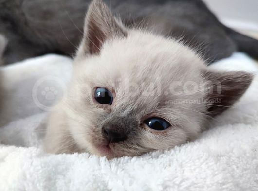 10 Eylül Doğumlu British Shorthair Yavrularımız