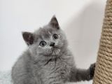 10 Eylül Doğumlu British Shorthair Yavrularımız