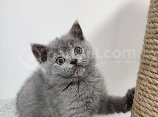 10 Eylül Doğumlu British Shorthair Yavrularımız görsel