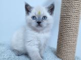 10 Eylül Doğumlu British Shorthair Yavrularımız