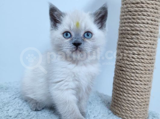 10 Eylül Doğumlu British Shorthair Yavrularımız görsel