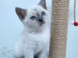 10 Eylül Doğumlu British Shorthair Yavrularımız