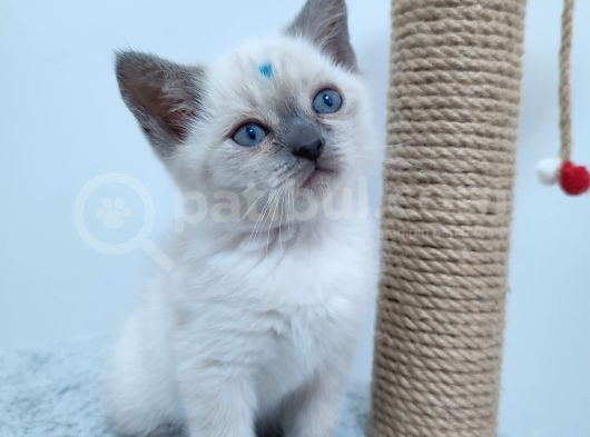 10 Eylül Doğumlu British Shorthair Yavrularımız görsel