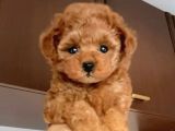 Red braw kıpkırmızı ev üretimi TOOY POODLE 
