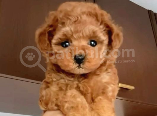 Red Braw Kıpkırmızı Ev Üretimi Tooy Poodle 
