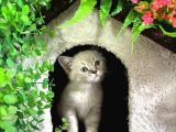 2buçuk Aylık Bluepoint ve British Shorthair yavrularımız
