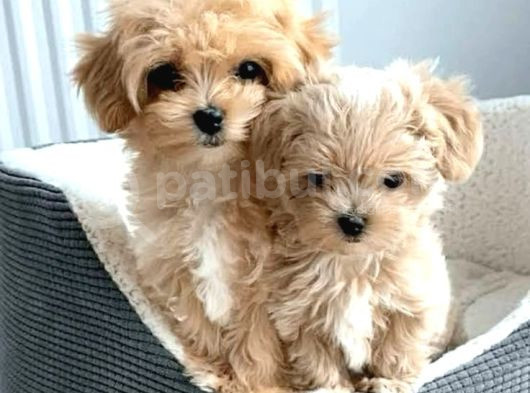 Kahve Tonlu Puppy Kıvırcık Tüylü Malti̇po Ci̇nsi̇ Yavrular 