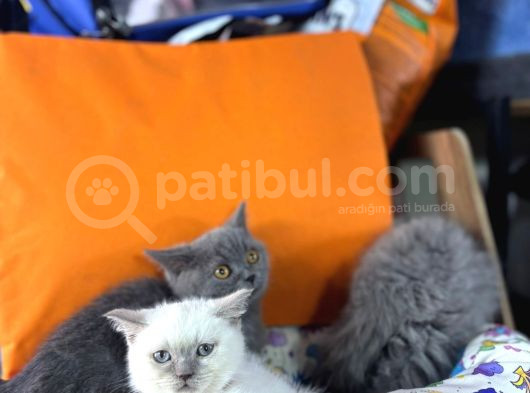 2Buçuk Aylık Bluepoint Ve British Shorthair Yavrularımız görsel