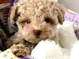 Kahve tonlu mini boy puppy sevimli yavrular MALTİPO CİNSİ 