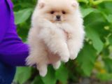 Ayı suratlı POMERRİAN BOO YAVRUMUZ 