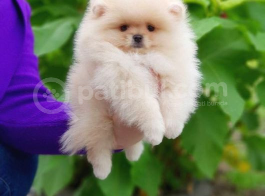 Ayı Suratlı Pomerri̇an Boo Yavrumuz 
