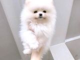 Ayı Suratlı Pomerri̇an Boo Yavrumuz 