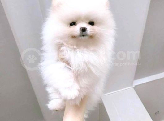 Ayı Suratlı Pomerri̇an Boo Yavrumuz  görsel