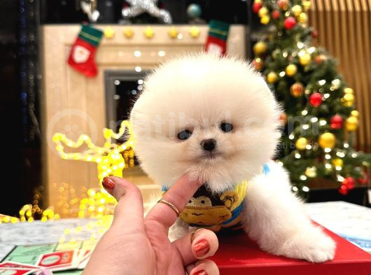 Teddy Surat Pomerani̇an Yavrulari görsel
