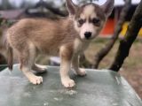 Sibirya kurdu husky Yavruları