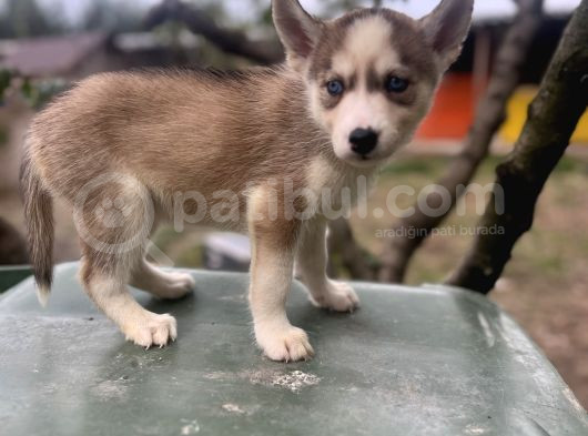 Sibirya Kurdu Husky Yavruları