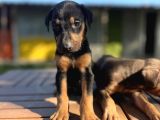 Doberman Yavrularımız