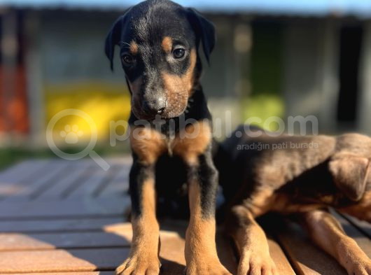 Doberman Yavrularımız