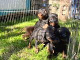 Doberman Yavrularımız