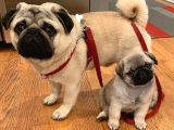 Pug Mops Yavrularımız
