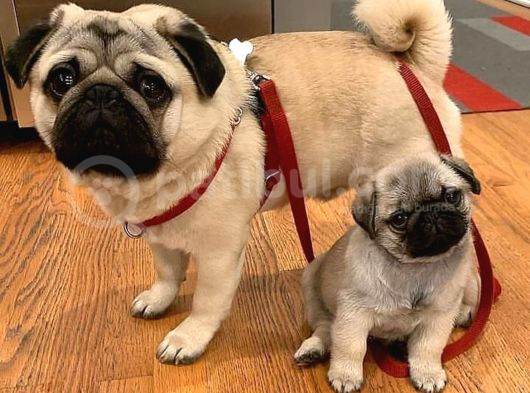 Pug Mops Yavrularımız