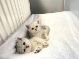 British Shorthair Silver  Bebekler