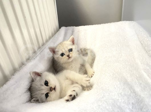 British Shorthair Silver  Bebekler